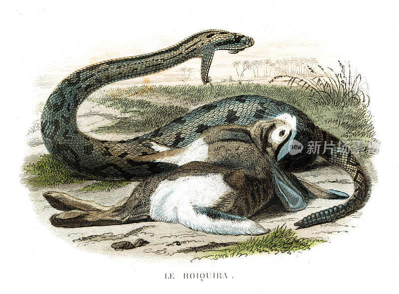 木材响尾蛇-手彩色印刷从“历史自然de lac<s:1> <s:1>”1847年